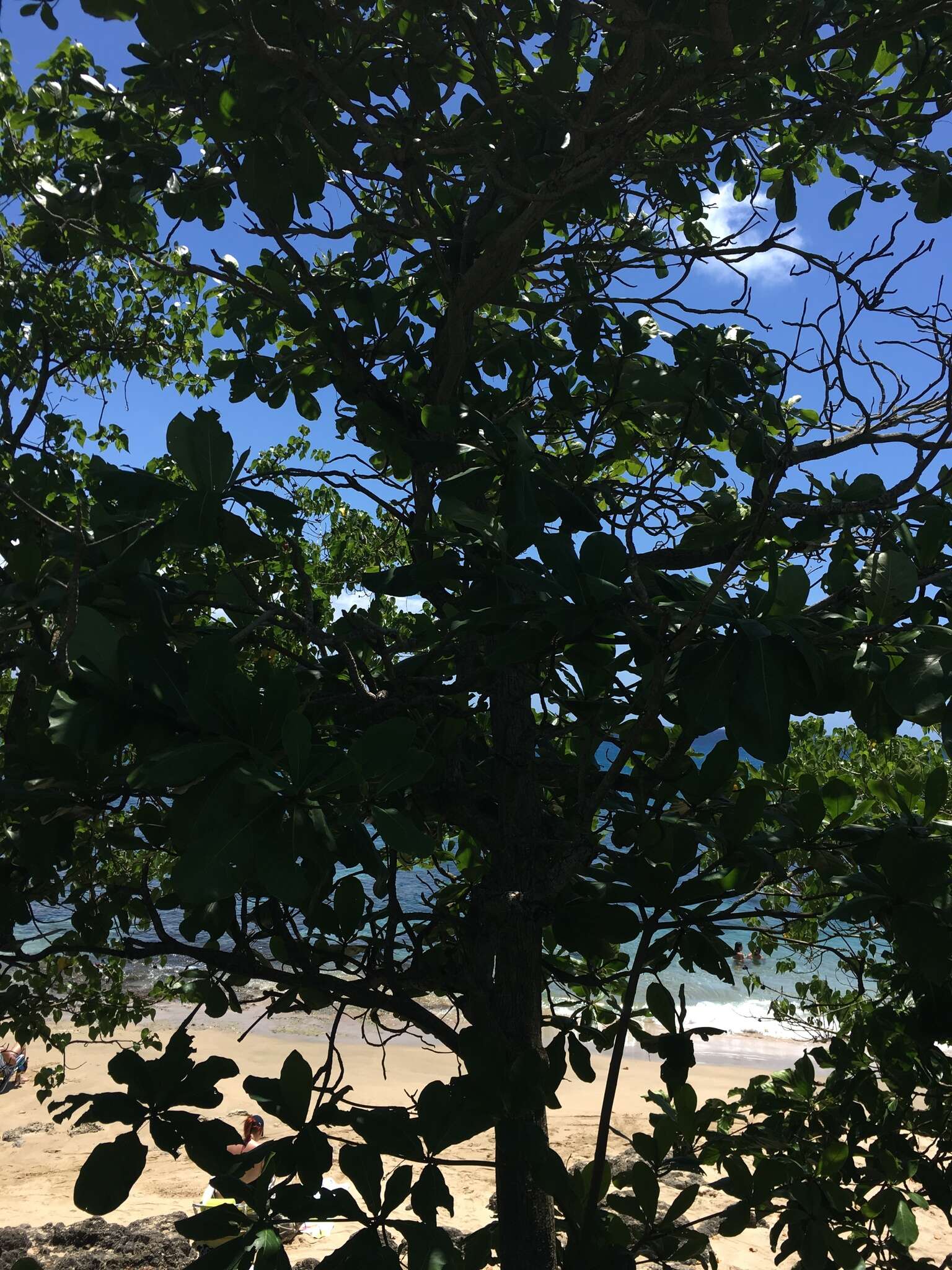 Image of tropical-almond