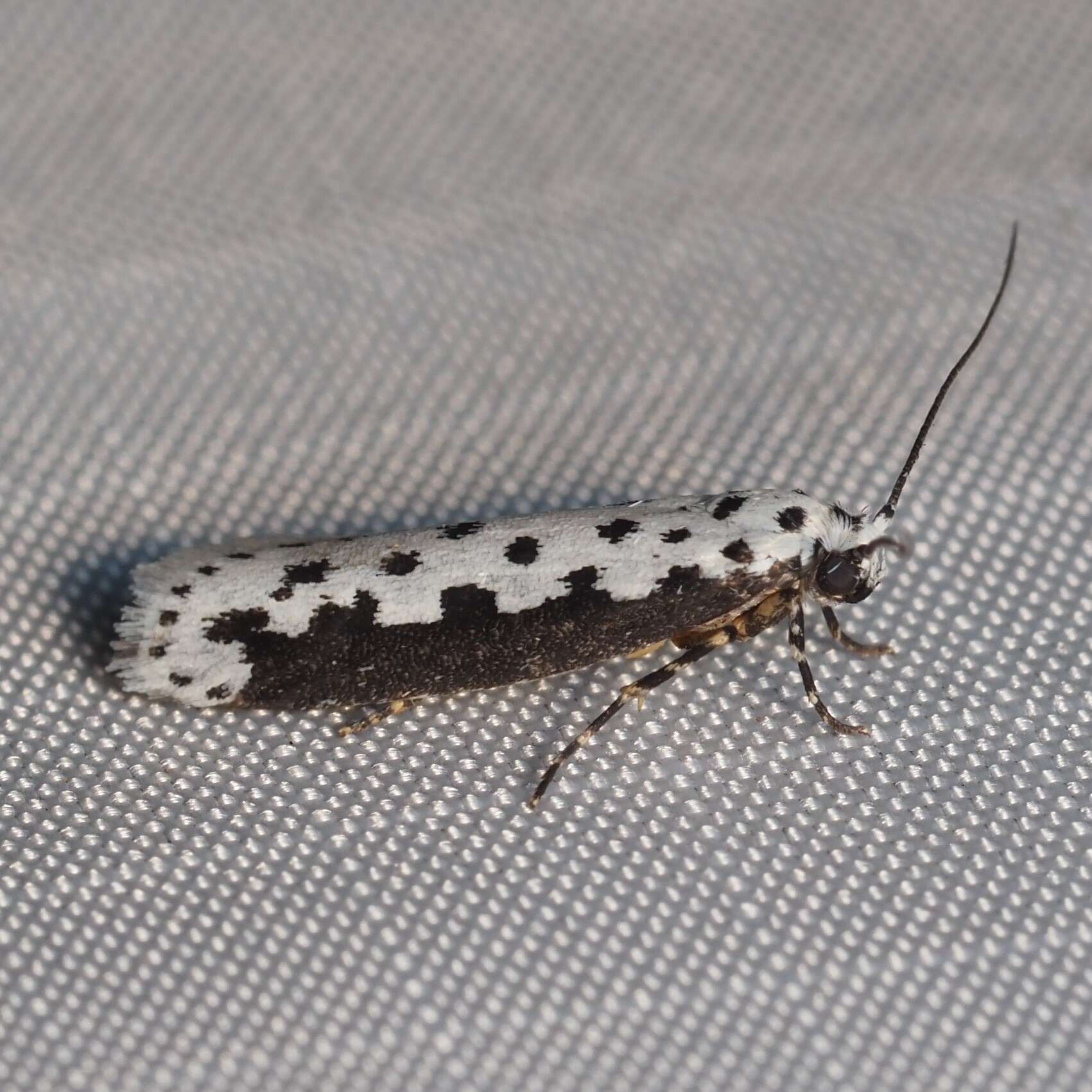 Image of Ethmia hagenella Chambers 1878