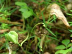 Image of Dog tooth lily