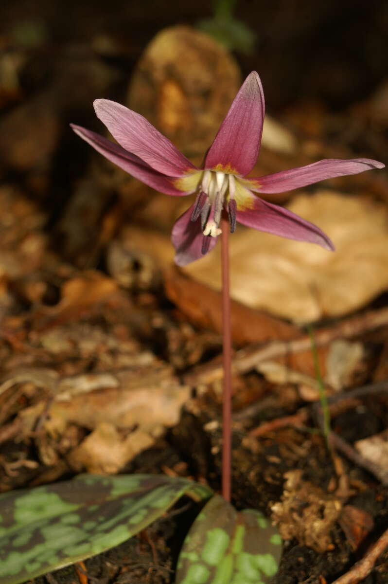 Image of Dog tooth lily