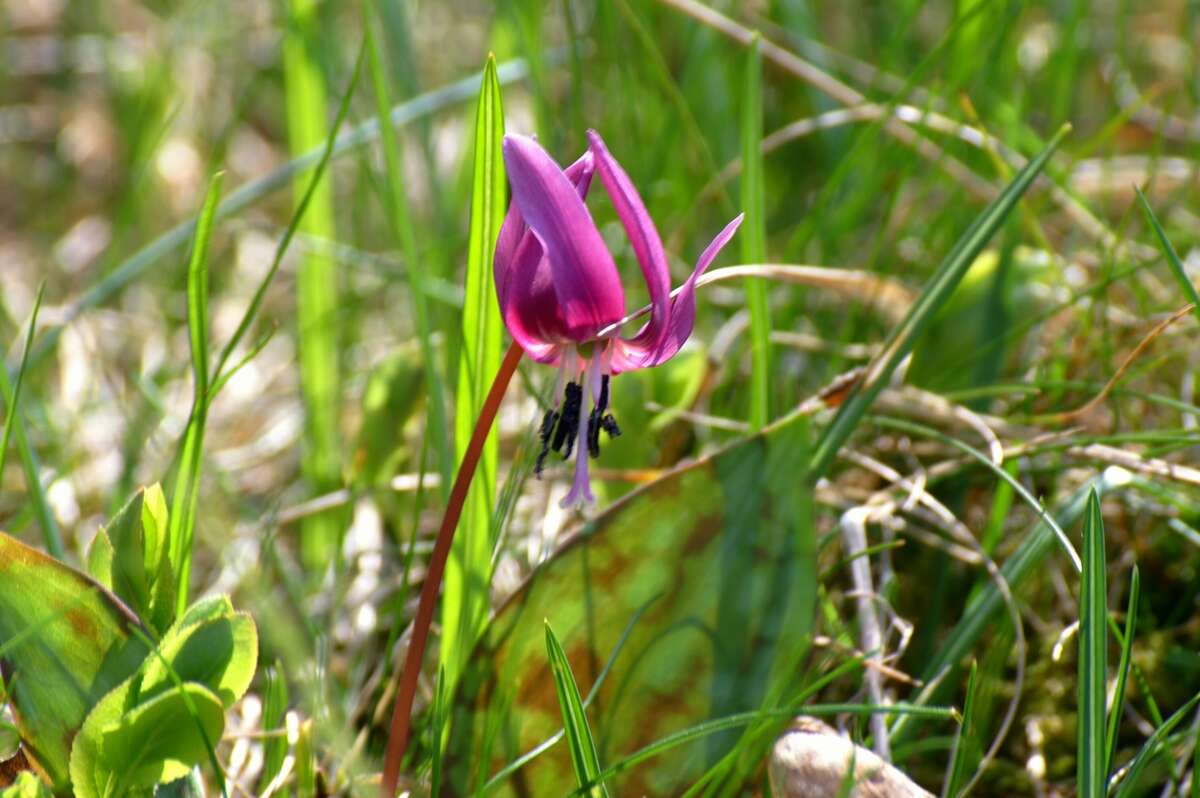 Image of Dog tooth lily