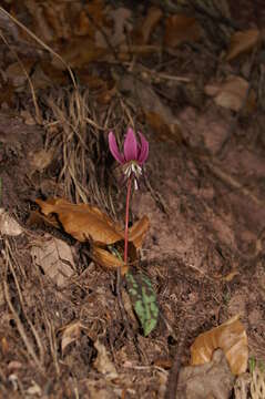 Image of Dog tooth lily