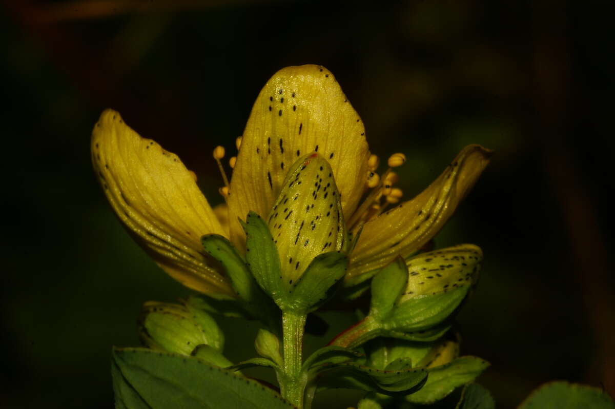 Image of spotted St. Johnswort