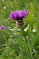 Image of singleflower knapweed