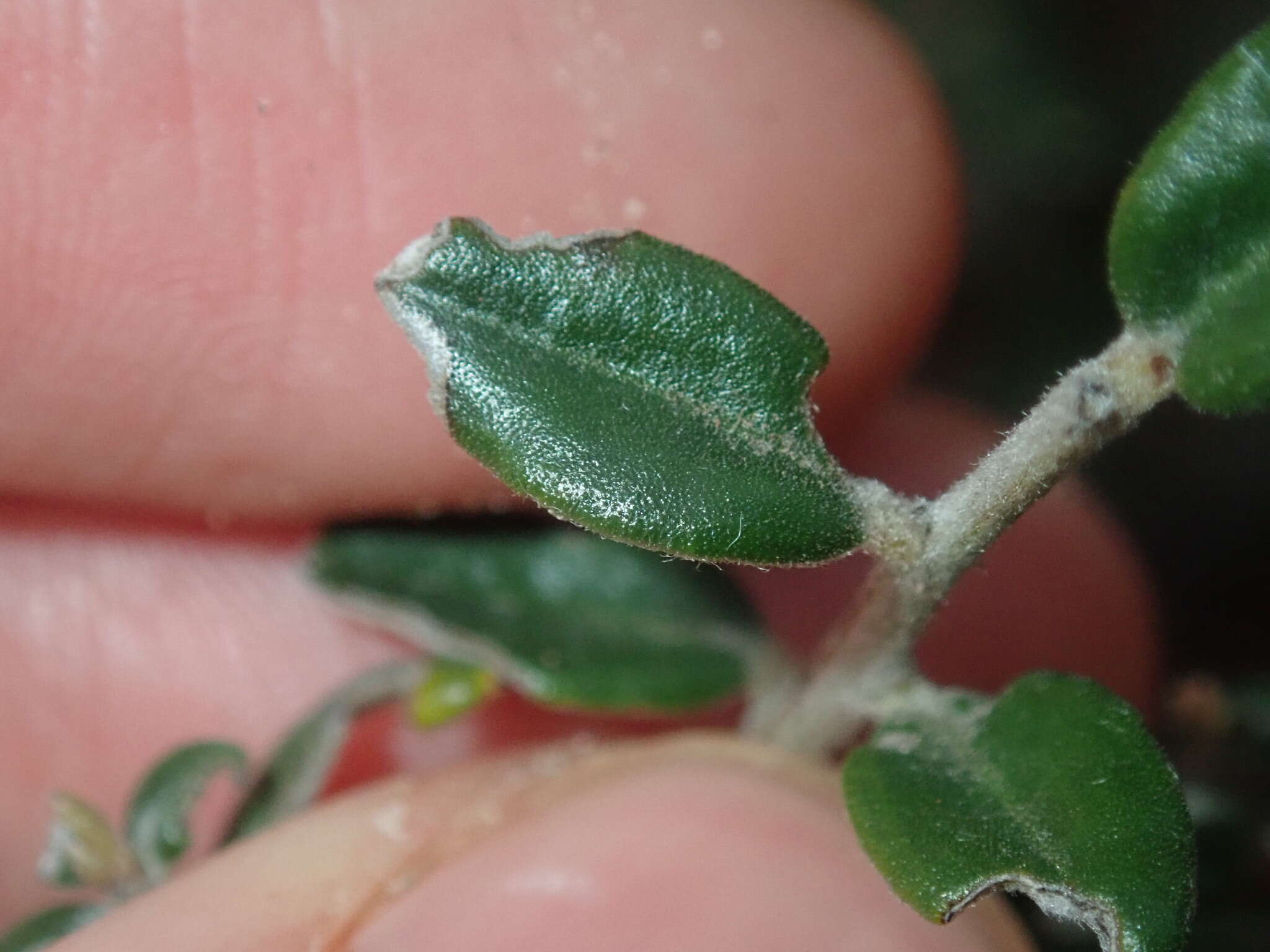 Image of Grevillea crassifolia Domin