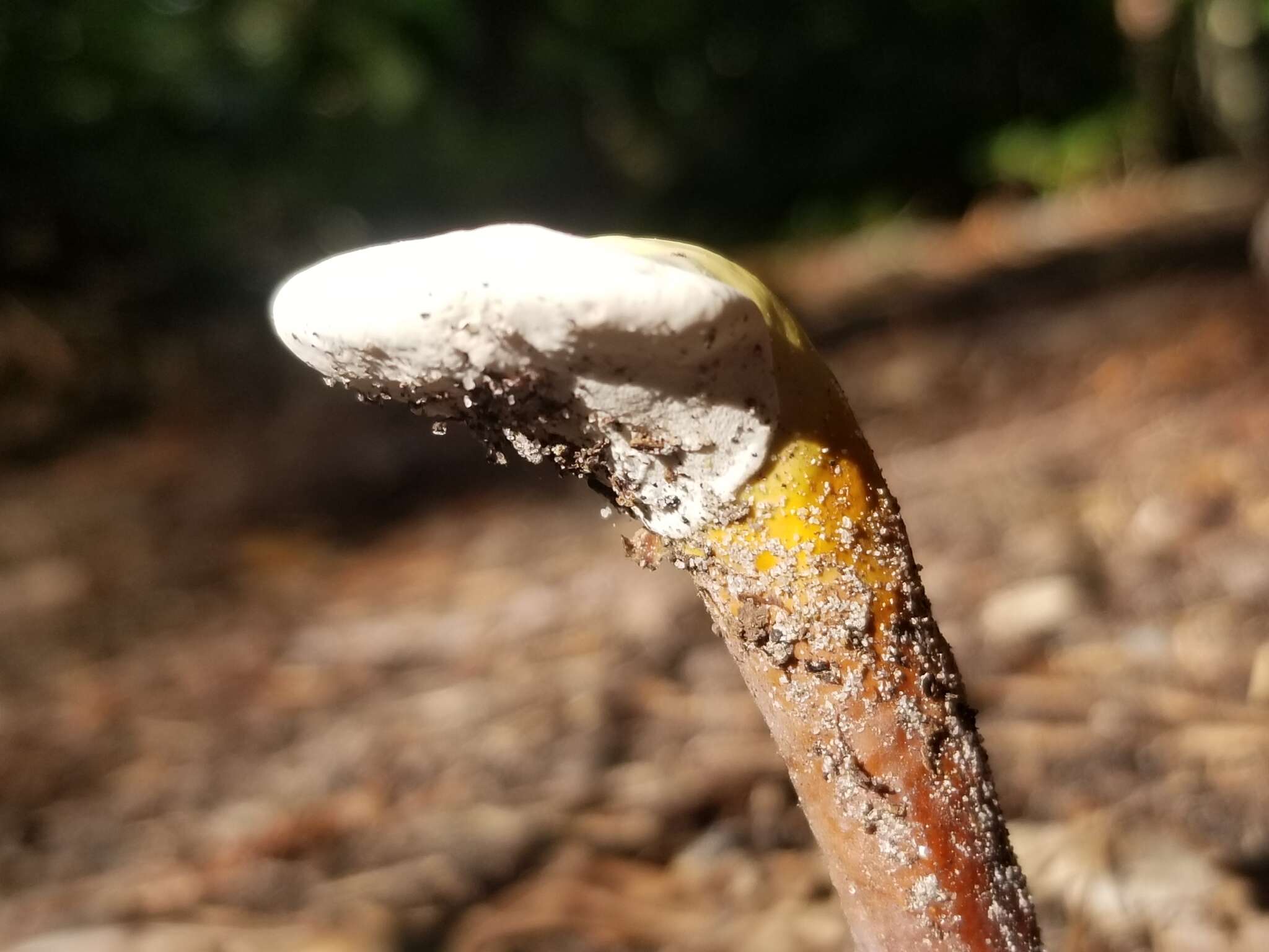 Image of Ganoderma curtisii (Berk.) Murrill 1908