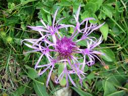 Image of singleflower knapweed