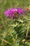 Image of singleflower knapweed