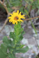 Слика од Grindelia buphthalmoides DC.