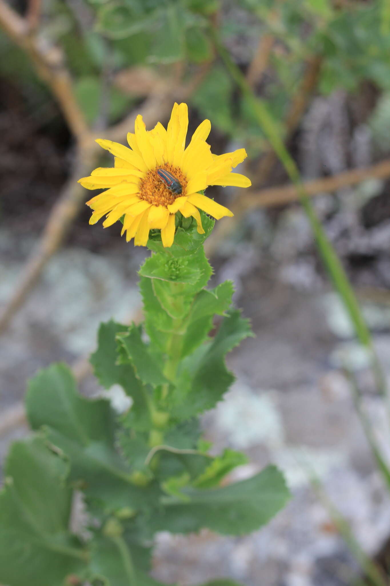 Слика од Grindelia buphthalmoides DC.