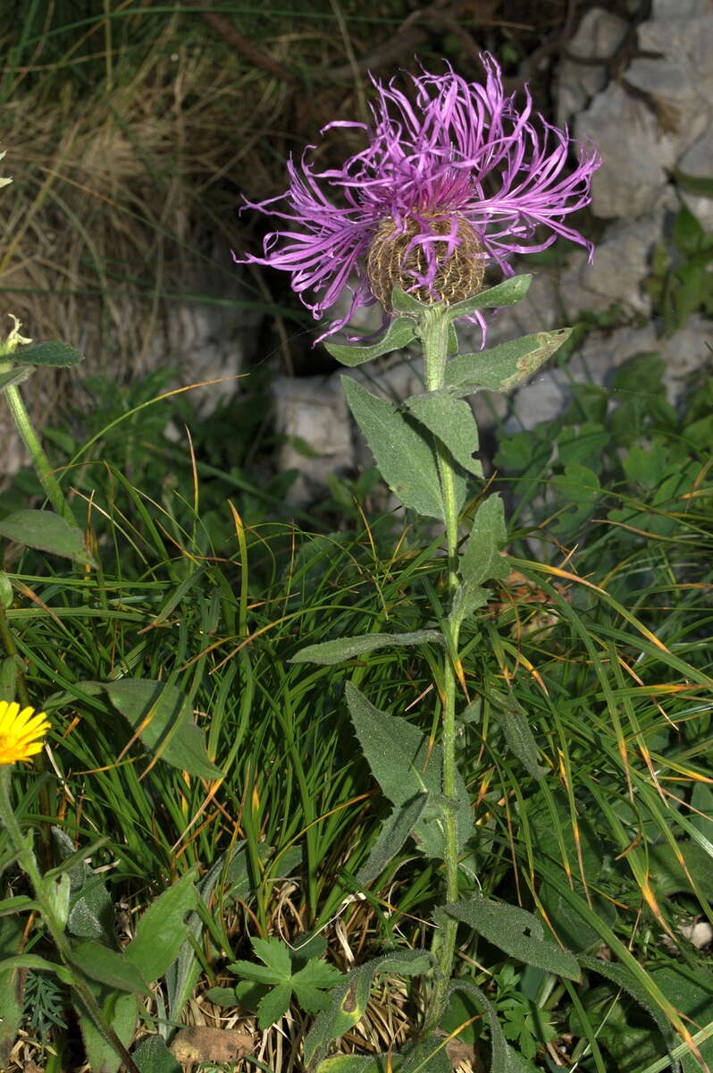 Image of singleflower knapweed