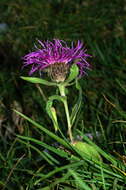 Image of singleflower knapweed