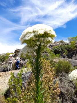 Image of Pseudoselago densifolia (Hochst.) O. M. Hilliard