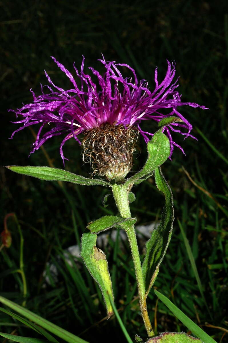 Image of singleflower knapweed