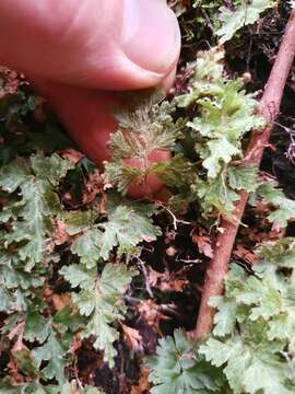 Image of Hymenophyllum rufescens Kirk