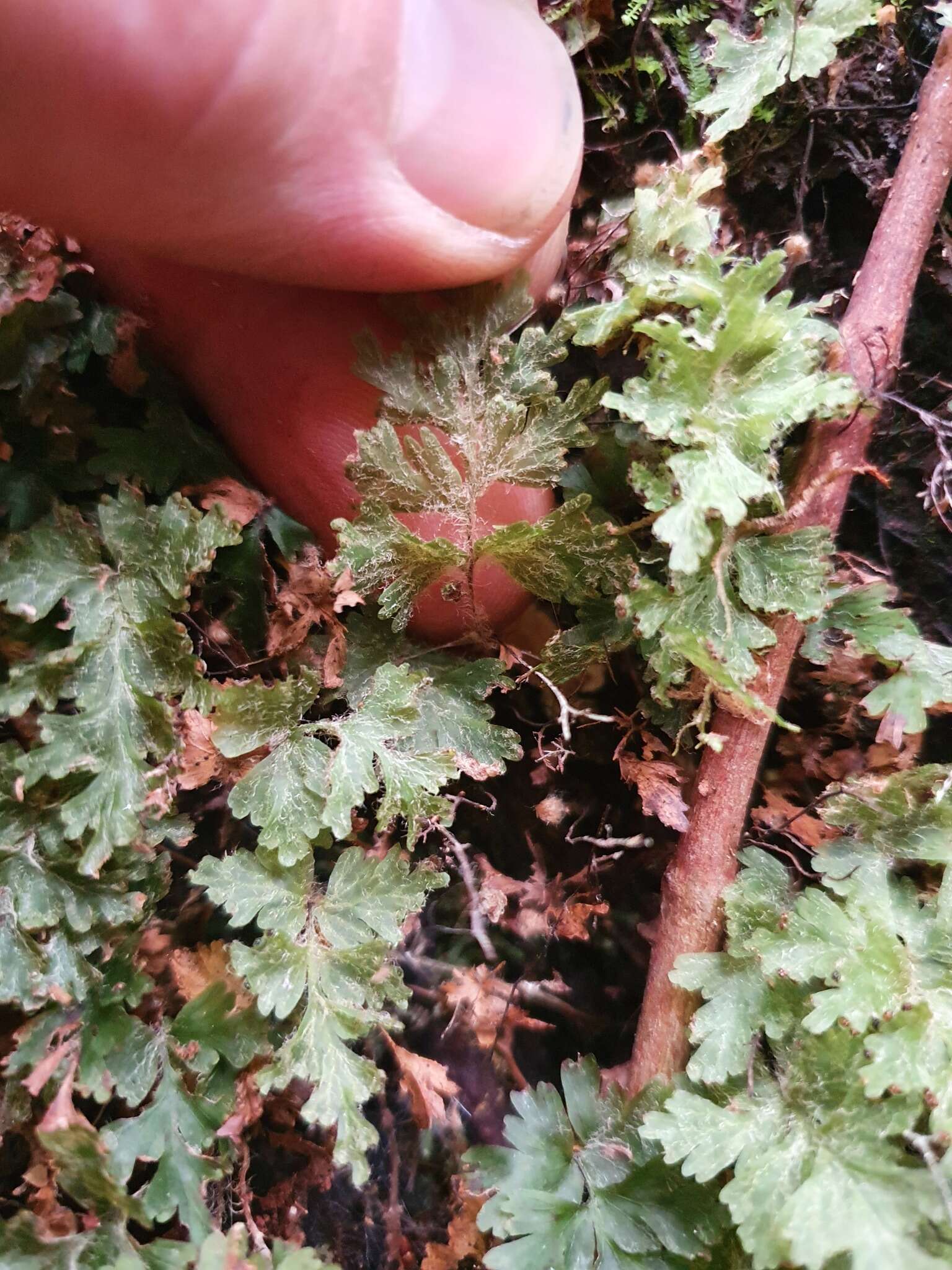 Plancia ëd Hymenophyllum rufescens Kirk