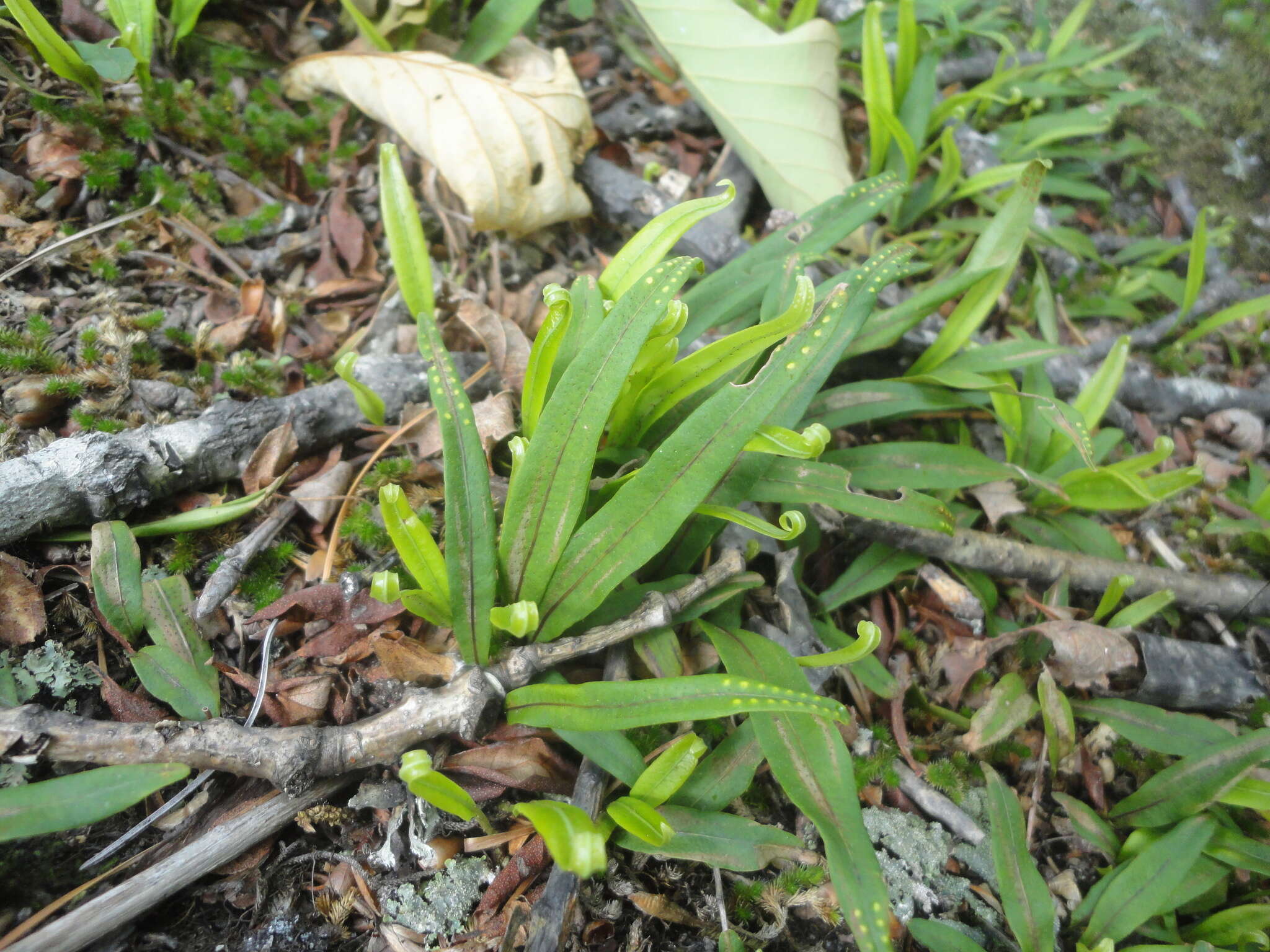 Image of Lepisorus ussuriensis (Regel & Mack.) Ching