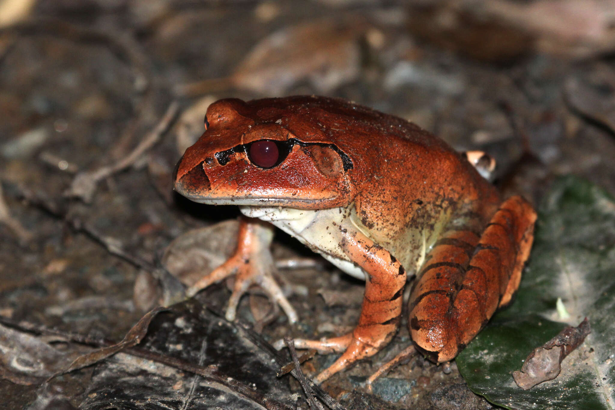 Plancia ëd Mixophyes fasciolatus Günther 1864