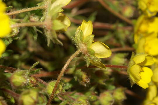 Image of Potentilla incana Gaertn. Mey. & Scherb.