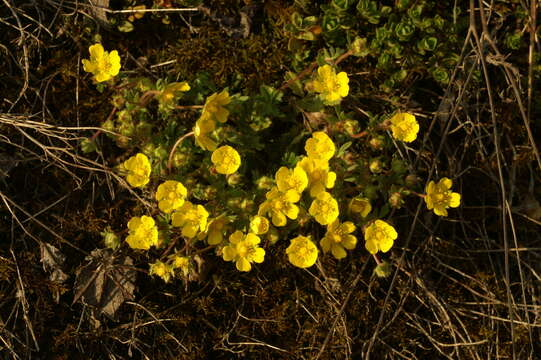 Image of Potentilla incana Gaertn. Mey. & Scherb.