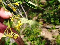 Senna villosa (Mill.) H. S. Irwin & Barneby resmi