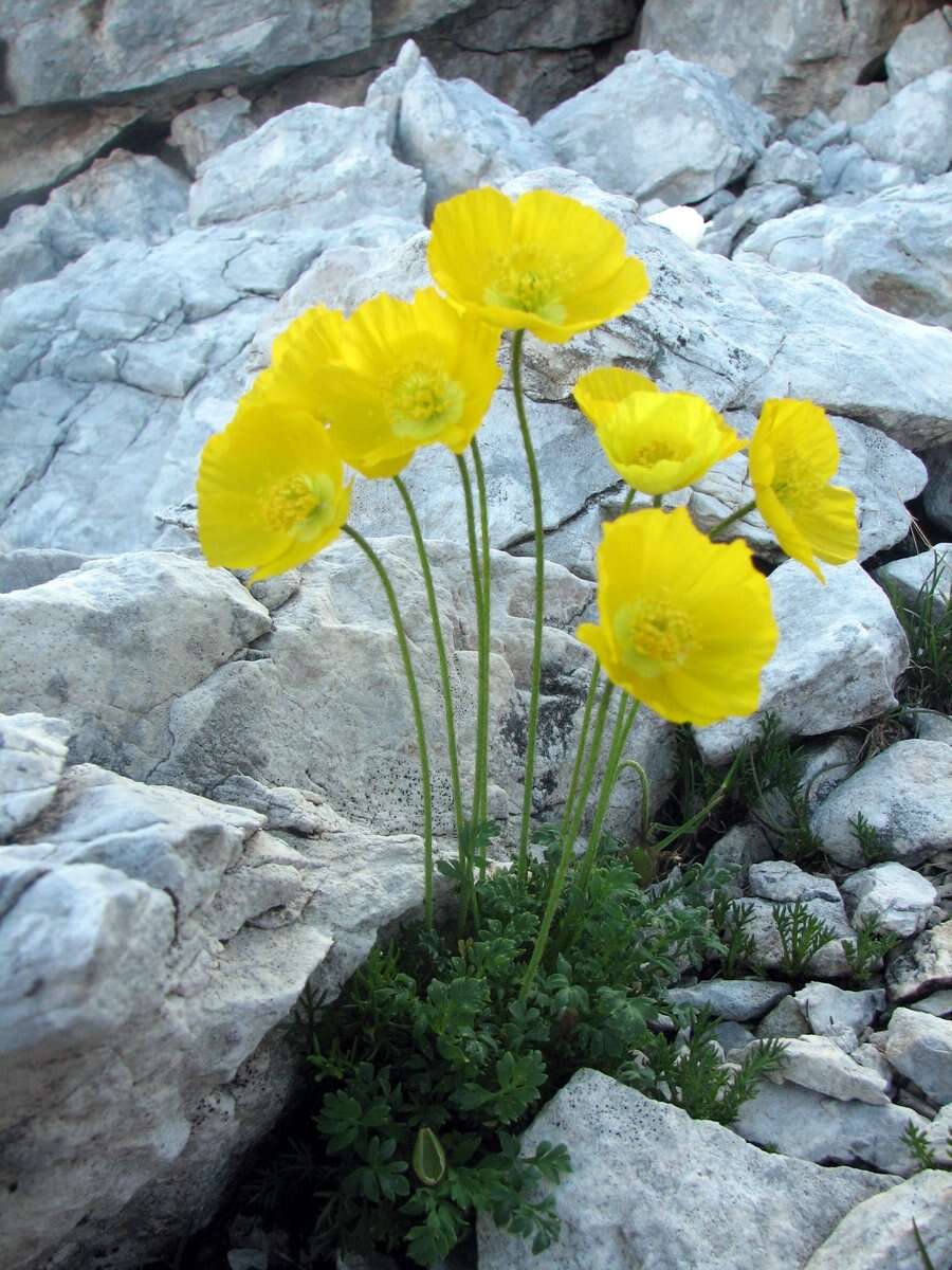 Imagem de Papaver alpinum L.