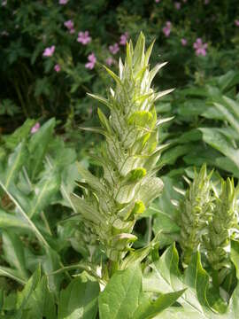 Image of Acanthus hungaricus (Borbás) Baenitz