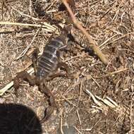 Image of Northern Scorpion