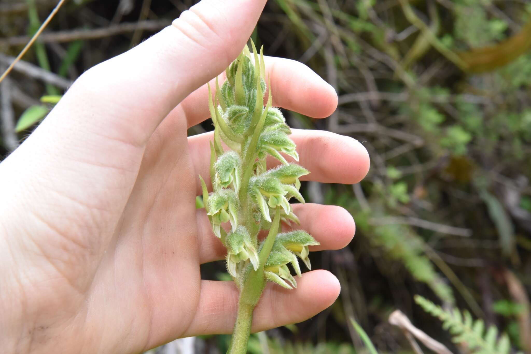 Image of Pelexia hirta (Lindl.) Schltr.