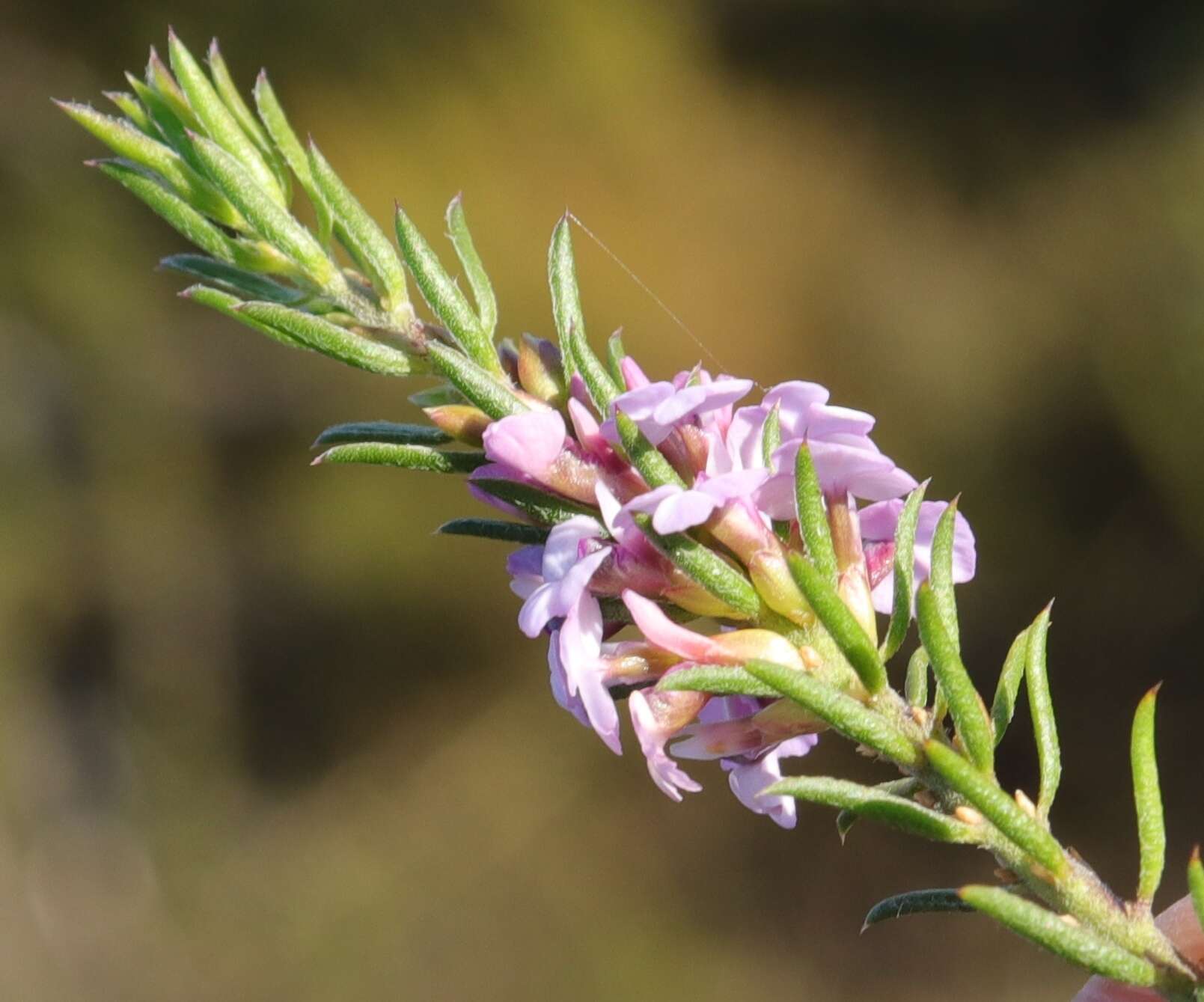 Image of Muraltia knysnaensis Levyns