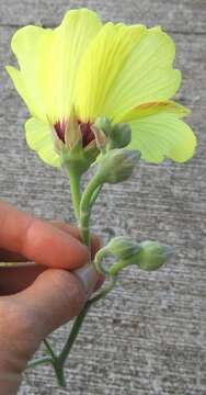 Image of Hibiscus hastatus