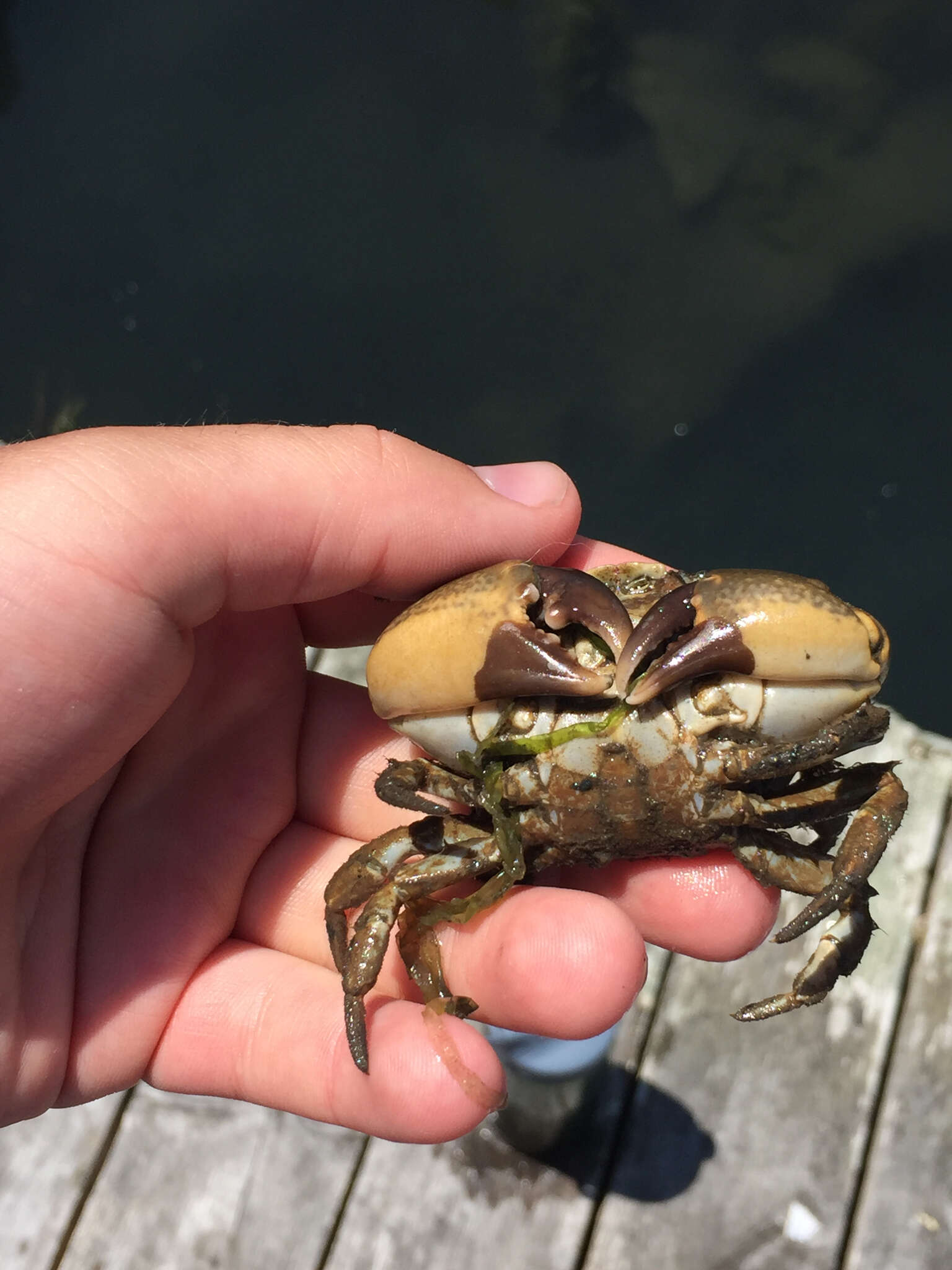 Image of Atlantic mud crab