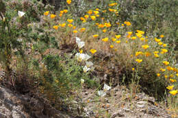 Image of California poppy