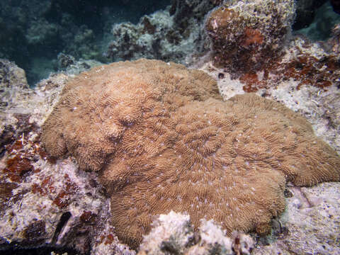 Image of dome coral