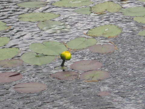 Image of Nuphar variegata Engelm. ex Dur.