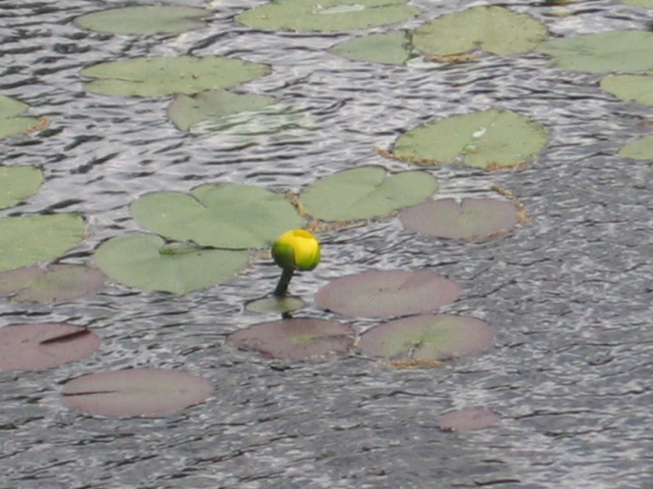 Image de Nuphar variegata Engelm. ex Dur.