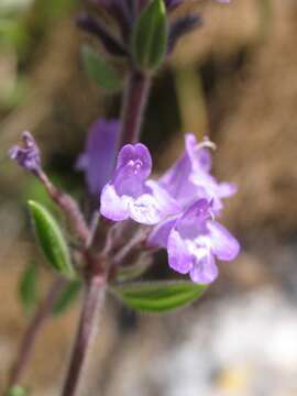 Image of Clinopodium suaveolens (Sm.) Kuntze