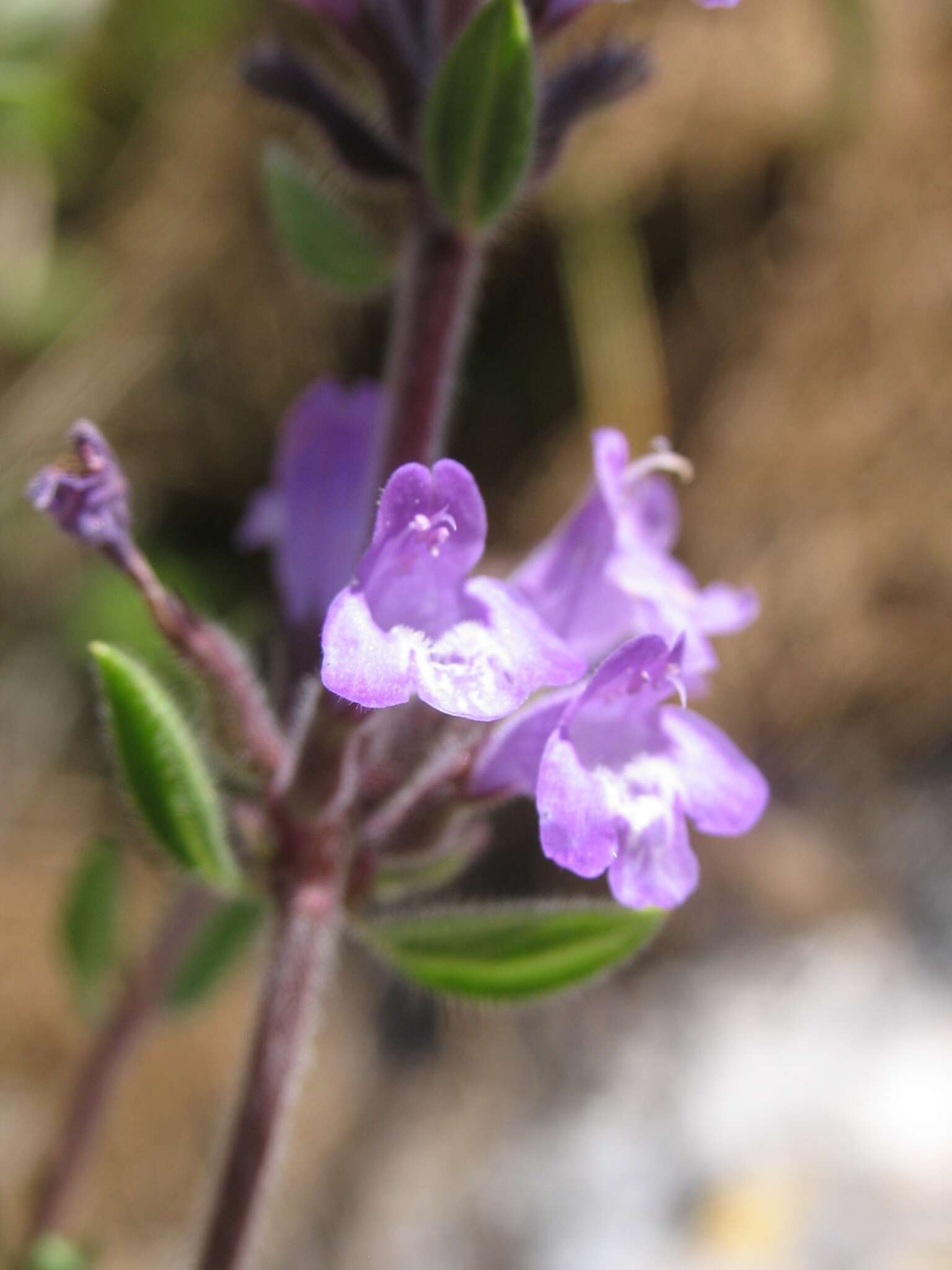 Imagem de Clinopodium suaveolens (Sm.) Kuntze