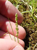 صورة Plantago pusilla Nuttall