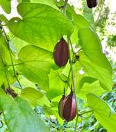 Imagem de Passiflora rubra L.