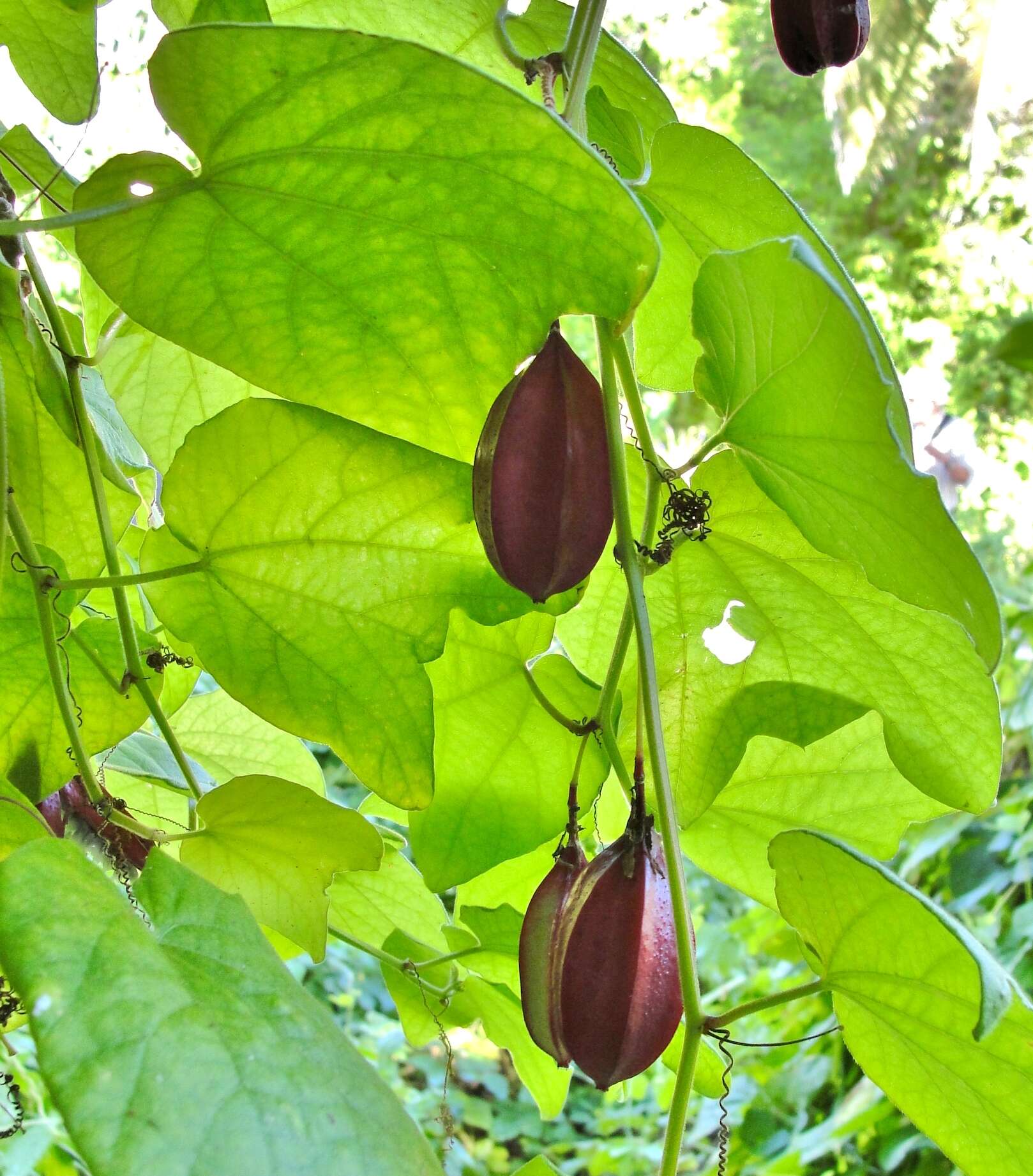 Image de Passiflora rubra L.