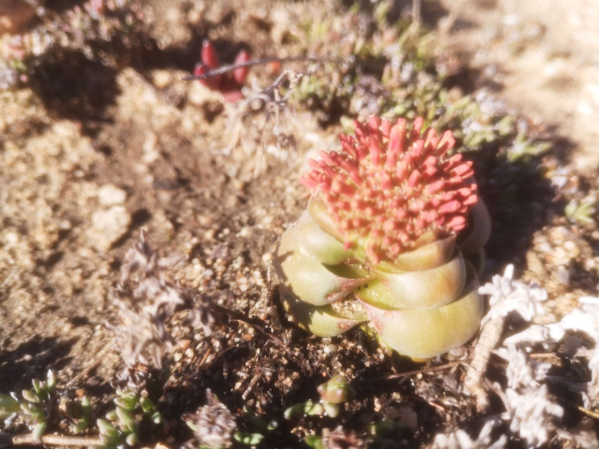 Слика од Crassula columnaris Thunb.