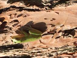 Image of Squirrel Treefrog
