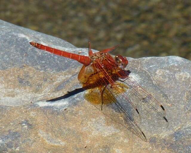 Imagem de <i>Trithemis kirbyi ardens</i> Gerstaecker 1891