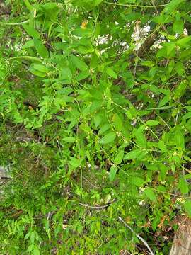 Image of MacCart's swallow-wort