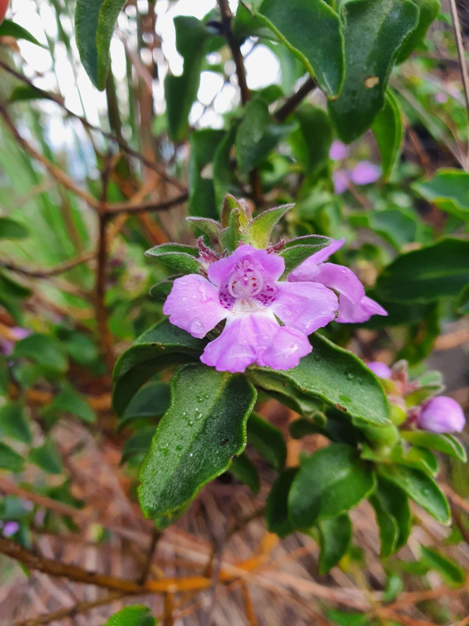 Image of Hemigenia incana (Lindl.) Benth.