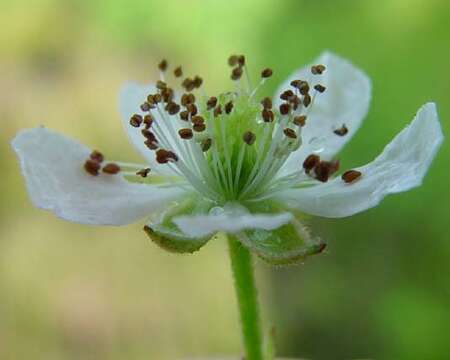 Image of Rubus bertramii G. Braun ex Focke