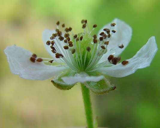 Image of Rubus bertramii G. Braun ex Focke