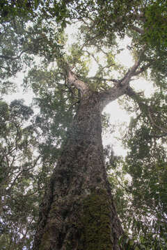 Imagem de Afrocarpus falcatus (Thunb.) C. N. Page