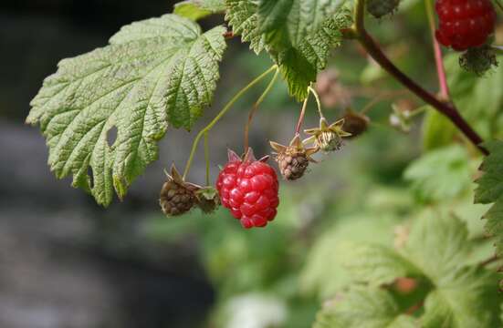 Image of Raspberry